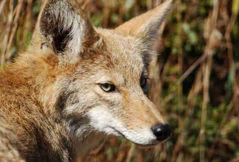 Coyote
