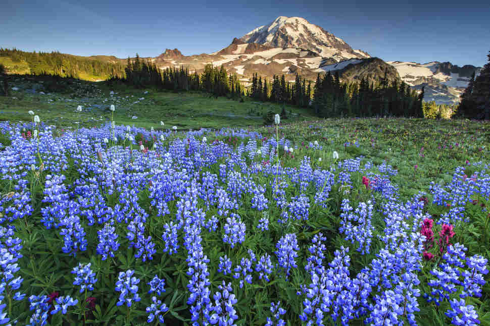 Mt. Rainier