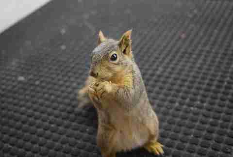squirrel