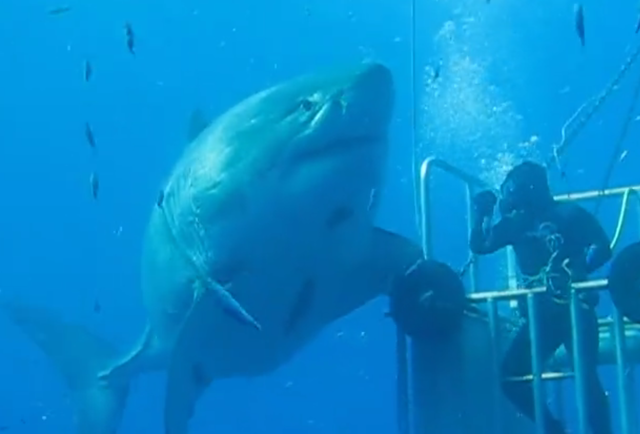 Largest Great White Shark Caught on Video at Mexico's Guadalupe Island