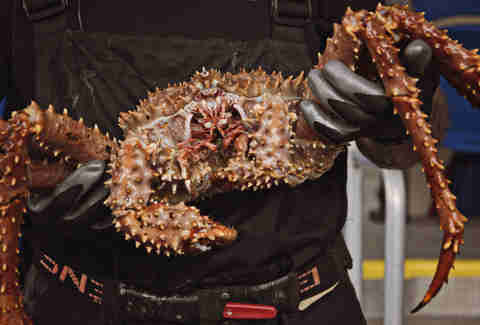 king crab