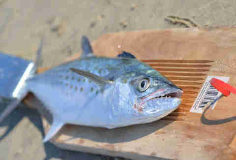 spanish mackerel