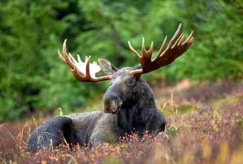 Moose