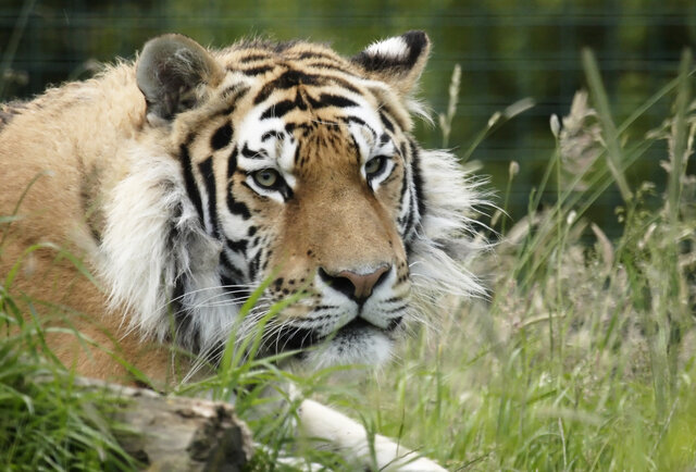 Zoo Animal Diets - What Does a Tiger Eat?