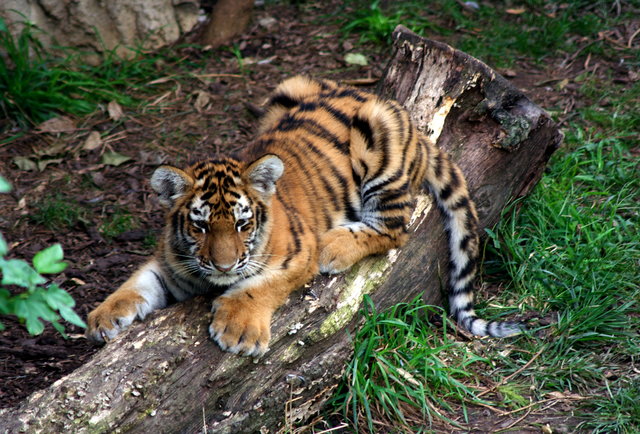 Zoo Animal Diets - What Does a Tiger Eat?