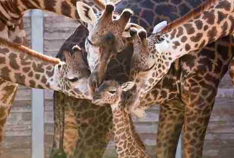 Houston Zoo