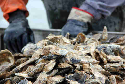Oyster farmer sorting oysters
