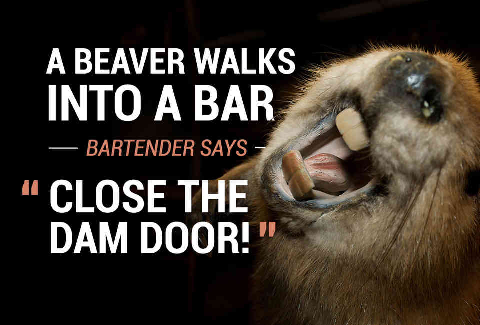Elephant walks into a bar jokes