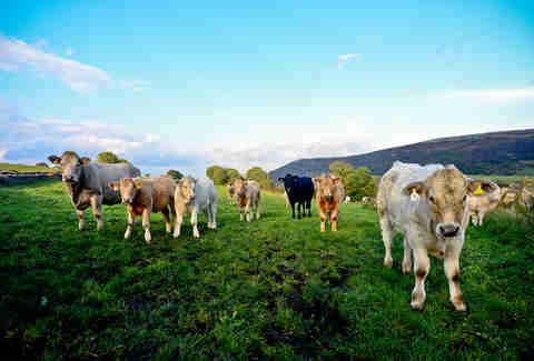 Cows in a field