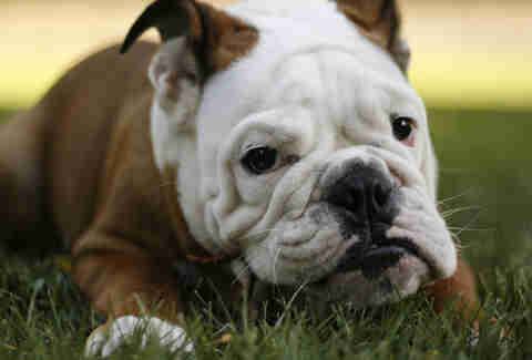 cute dog