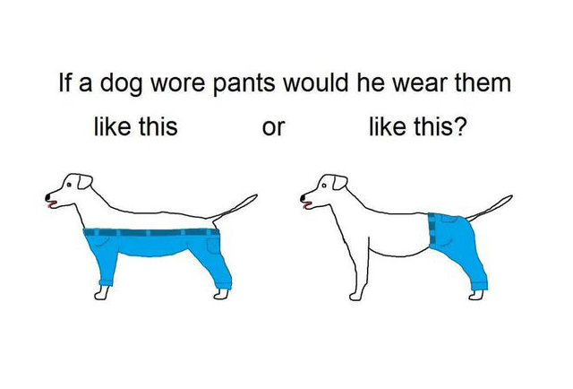 this-debate-about-if-a-dog-wore-pants-couldn-t-be-dumber