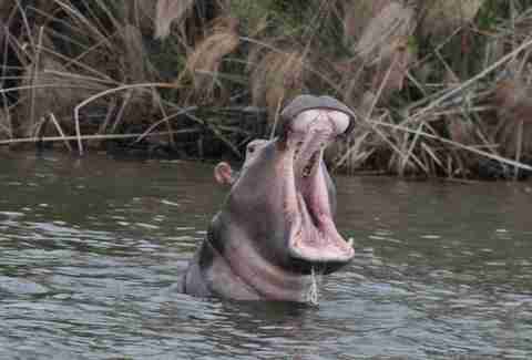 Hippopotamus in Akagera National Park in Rwanda, Africa