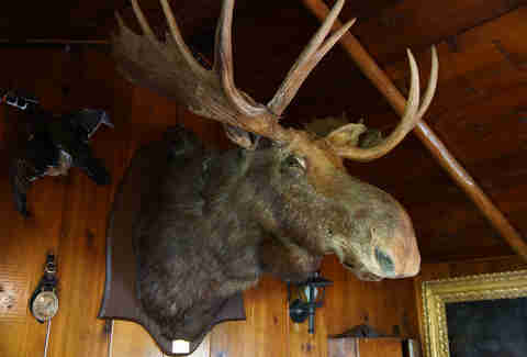 taxidermy, moose head mounted on wall