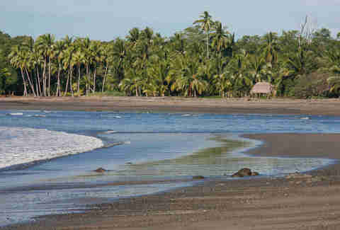 Washed up beach lined by palm trees