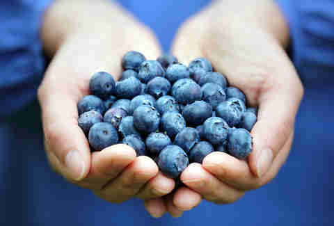 holding blueberries