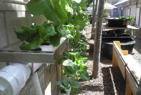 aquaponic farming