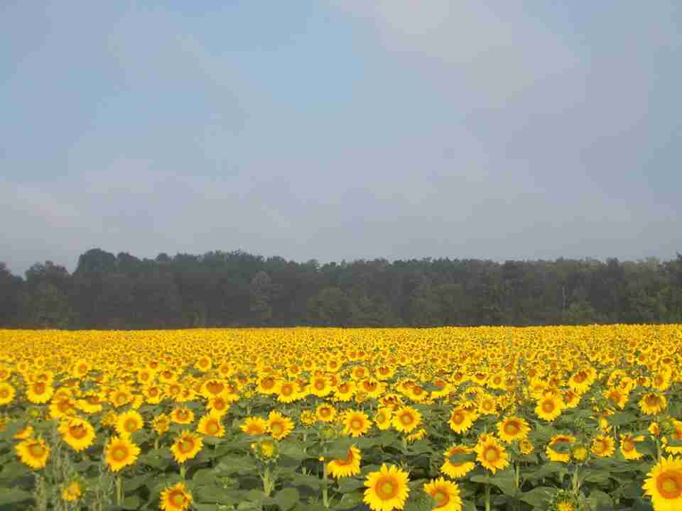 Frederick Farms, sunflowers, Upstate New York flowers