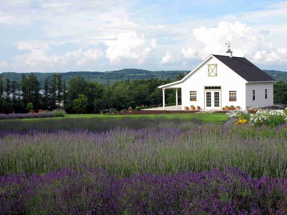 Lockwood Lavender Farm, Upstate New York Flowers