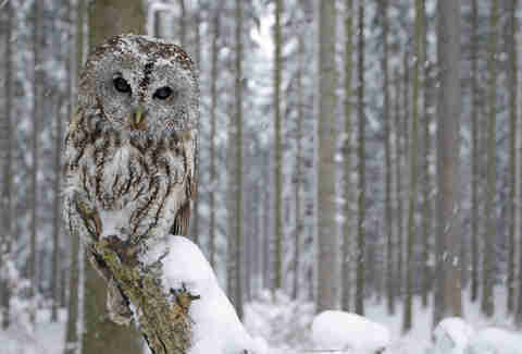 Snow owl
