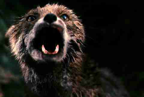 Anti-Christ, CGI Animals, Fox, Chaos Reigns