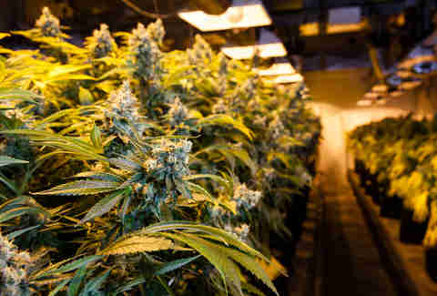 cannabis