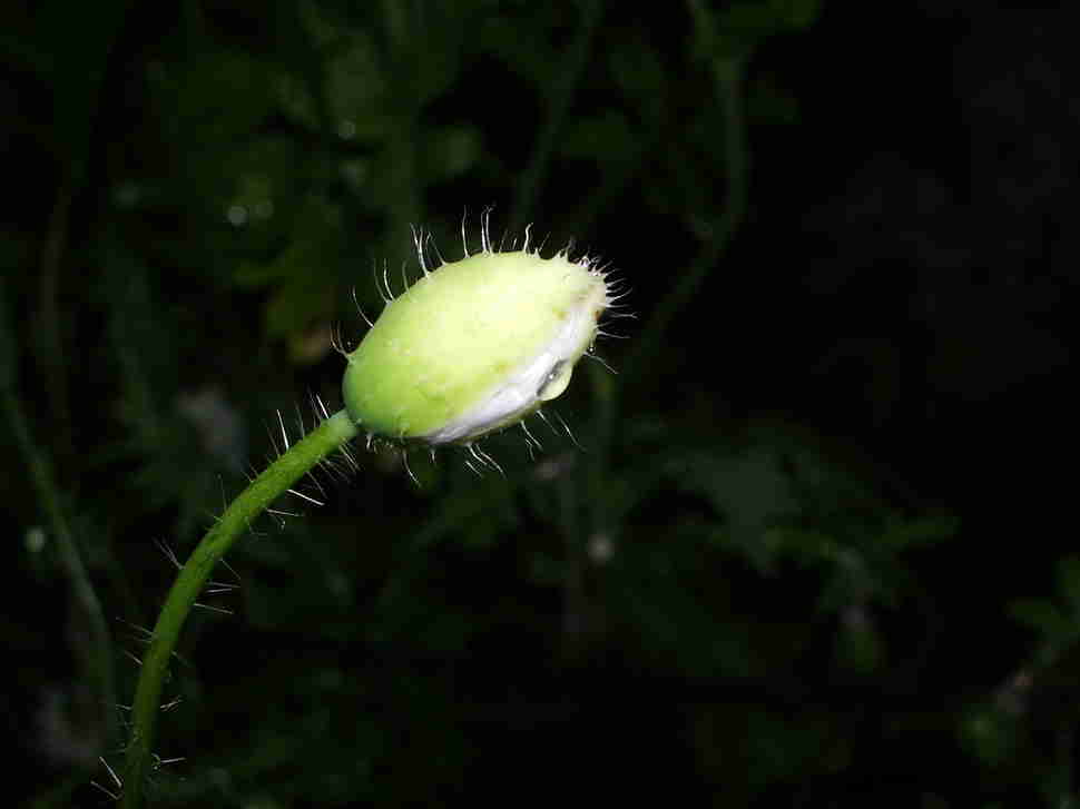 seed pod looks like sperm