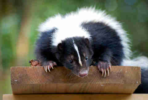 skunk