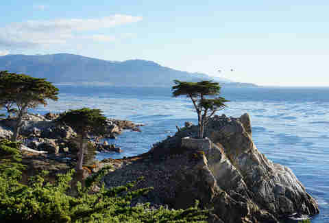 The Lone Cypress in California