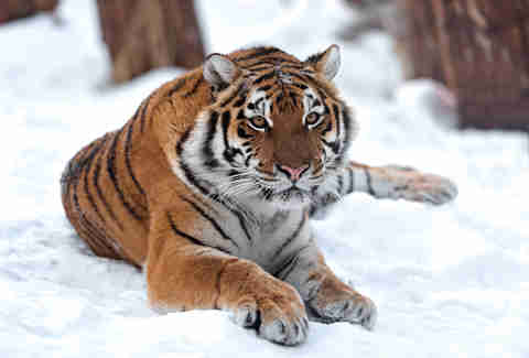 Amur Tiger