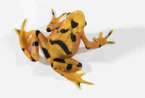 Panamanian Golden Frog