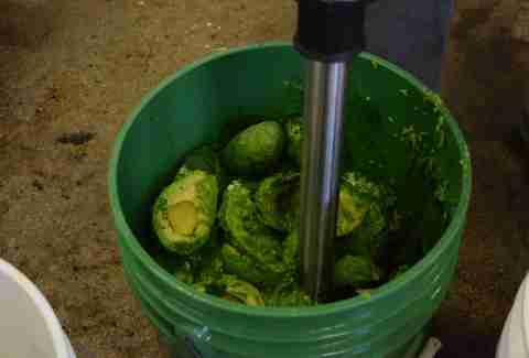 Blending avocados