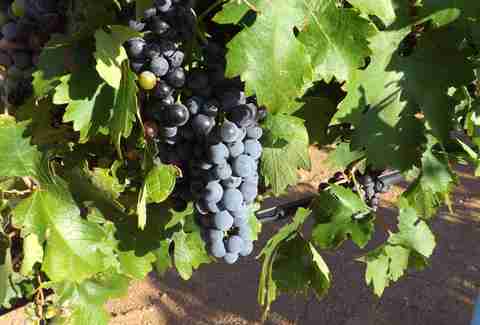 Cella Wines LLC