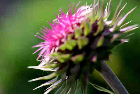 milk thistle