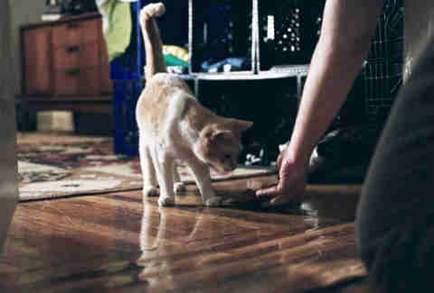 The Night Of Cat