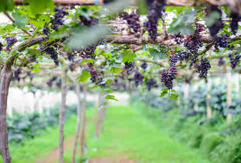 Thailand vineyard