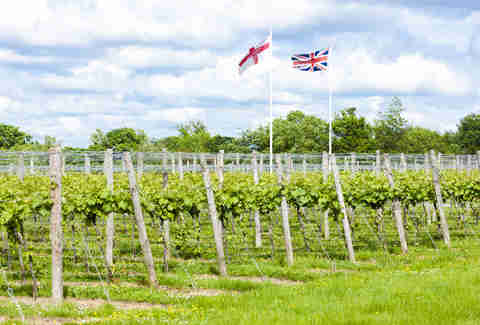 England vineyard