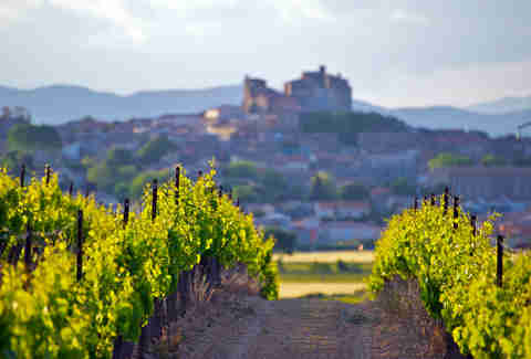 french vineyard