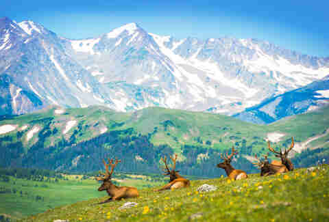 Rocky Mountain Meadow