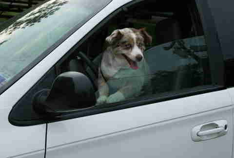 Dog in car