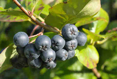 chokecherries