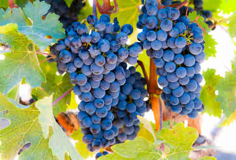 grapes in livermore