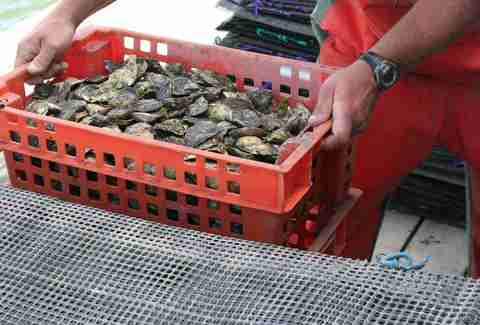Island Creek Oysters