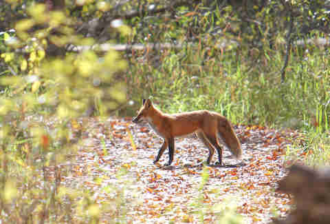 Fox in woods