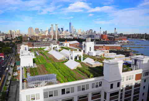 Brooklyn Grange, Navy Yard