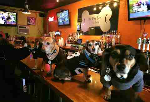 Dog Bar