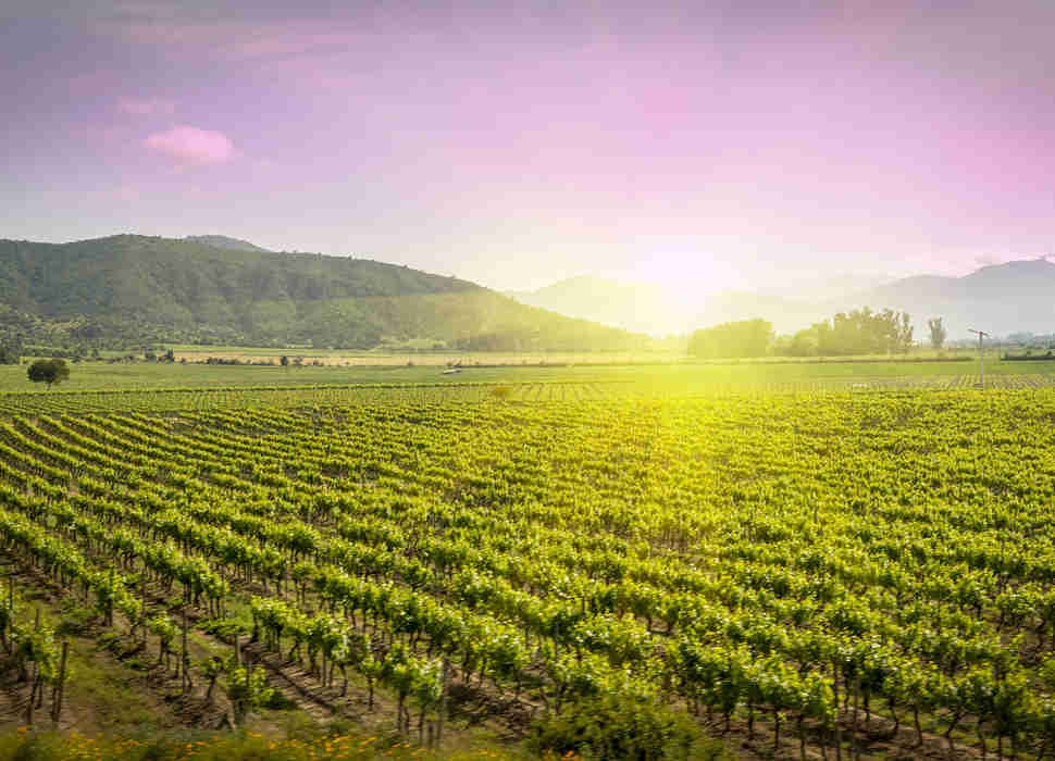 Colchagua Wine Valley