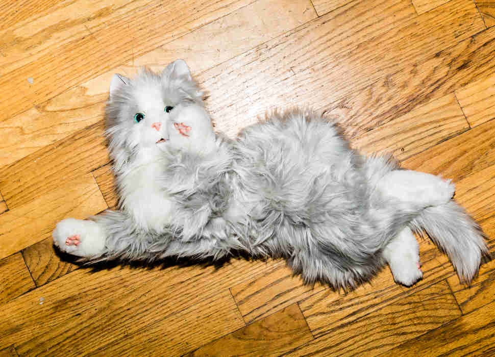 Robot cat