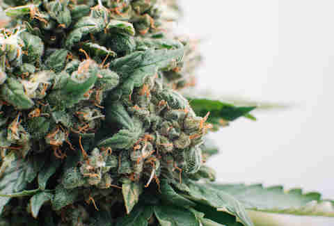 Weed