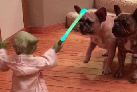 yoda versus french bulldogs