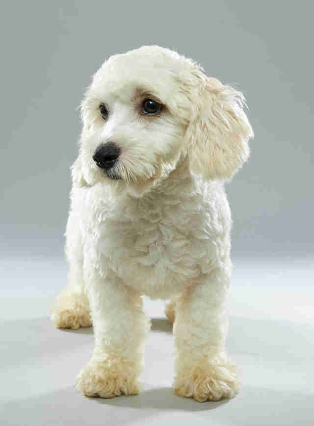Puppy Bowl Puppies